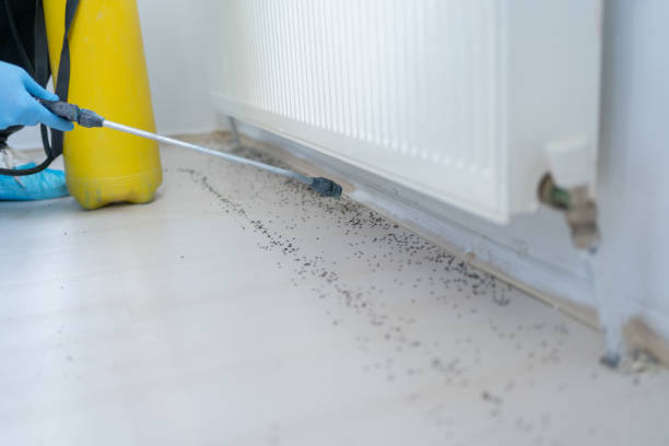 Best Local Pest Control Services  in Elk City, OK