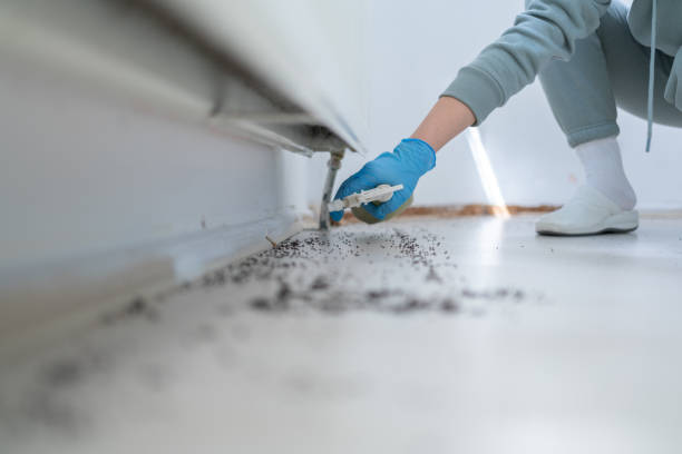 Best Flea Control Services  in Elk City, OK